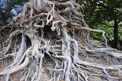 24/7 Plumbing service and tree roots clogging drains