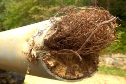 Tree roots clogging drain pipes