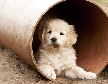 Dog stuck in sewer drain near Milwaukee